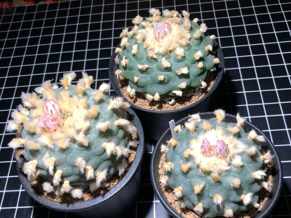 ウバタマサボテン属の投稿画像 By オスカリンさん Lophophotと赤玉土の温かみとcacti Men Sとロフォフォトとロホホラ属 烏羽玉 19月6月12日 Greensnap グリーンスナップ