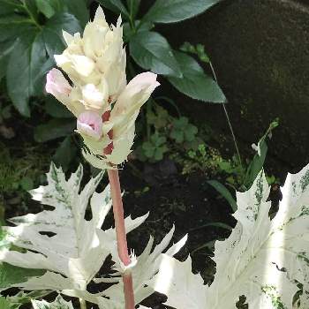 アカンサスホワイトウォーターの画像 by まぁ！さん | 小さな庭とアカンサスとアカンサスホワイトウォーターと花のある暮らしと素敵色とお庭を彩るお花・樹木フォトコンと白い植物フォトコン2020