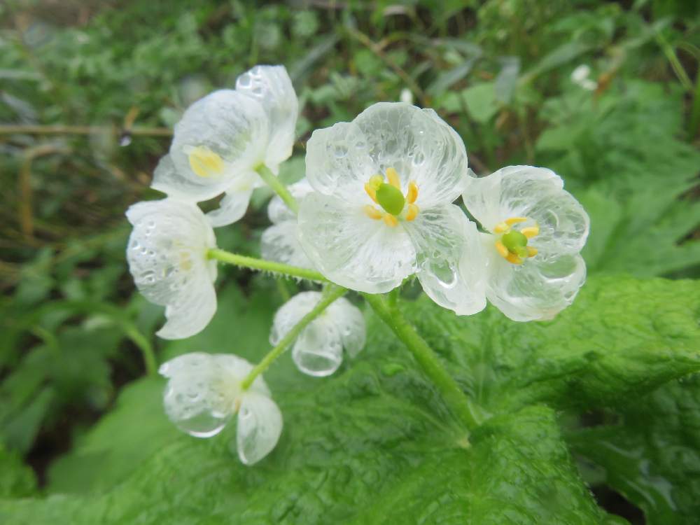 サンカヨウの投稿画像 By Tulipさん 山野草と富山支部と多年草と雨の日にと自然の癒しと山歩きとメギ科 Mb と白い花と6月 19月6月12日 Greensnap グリーンスナップ