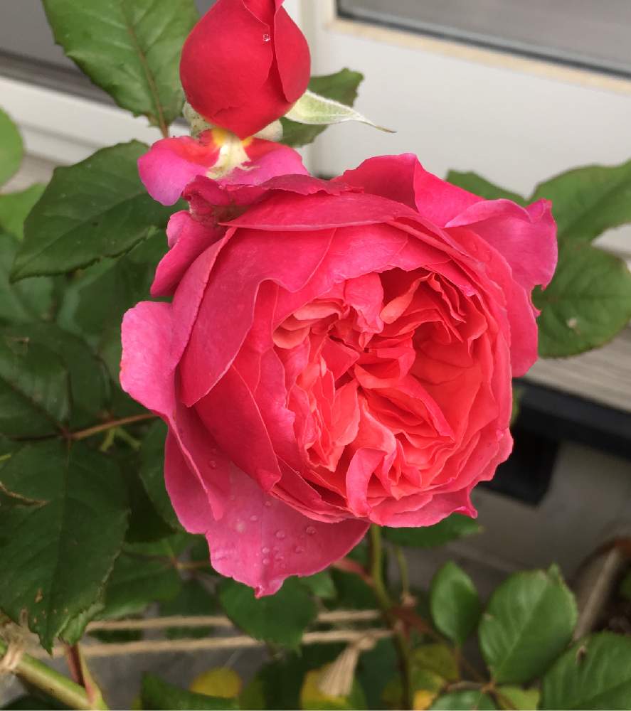 バラ ラデュレの投稿画像 By よりさん ばら バラ 薔薇とバラと暮らすとギヨーと庭いじりとラデュレとバラ 好きとズボラガーデナーとナチュラルスタイルとガーデニングとズボラガーデニングと花のある暮らしとお庭とバラ ミニバラとロザリアンとお花好きと庭花 19月6