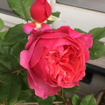 バラ ラデュレの投稿画像一覧 Greensnap グリーンスナップ