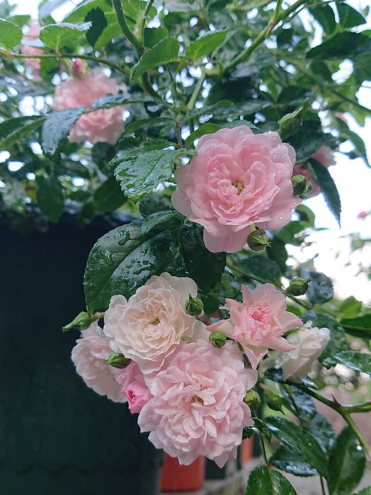 広い庭の画像 by sawaさん | 広い庭とバラ好きとパラパラ咲くよと花のある暮らしとかわいいな♡とバラ・ミニバラとGREEN UP!