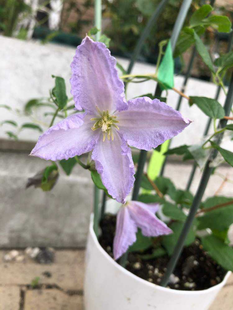 雲彩親株 雲彩親株 【公式通販】