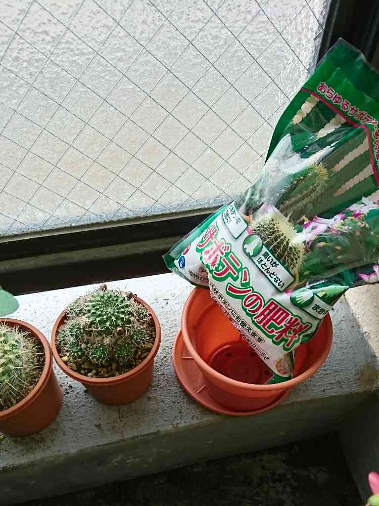 橙宝山（ヘリオーサ）（サボテン科レブチア属）の一覧