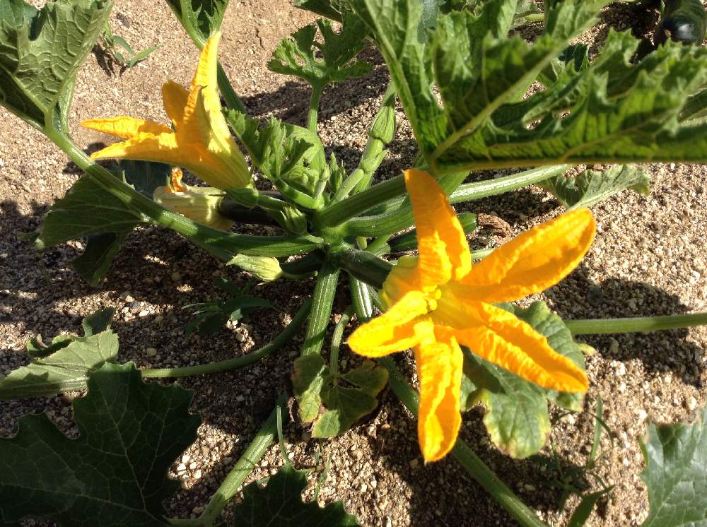 ズッキーニ 雌花の投稿画像 By ずんぷくさん ズッキーニ 雄花と畑 19月6月12日 Greensnap グリーンスナップ Greensnap グリーンスナップ