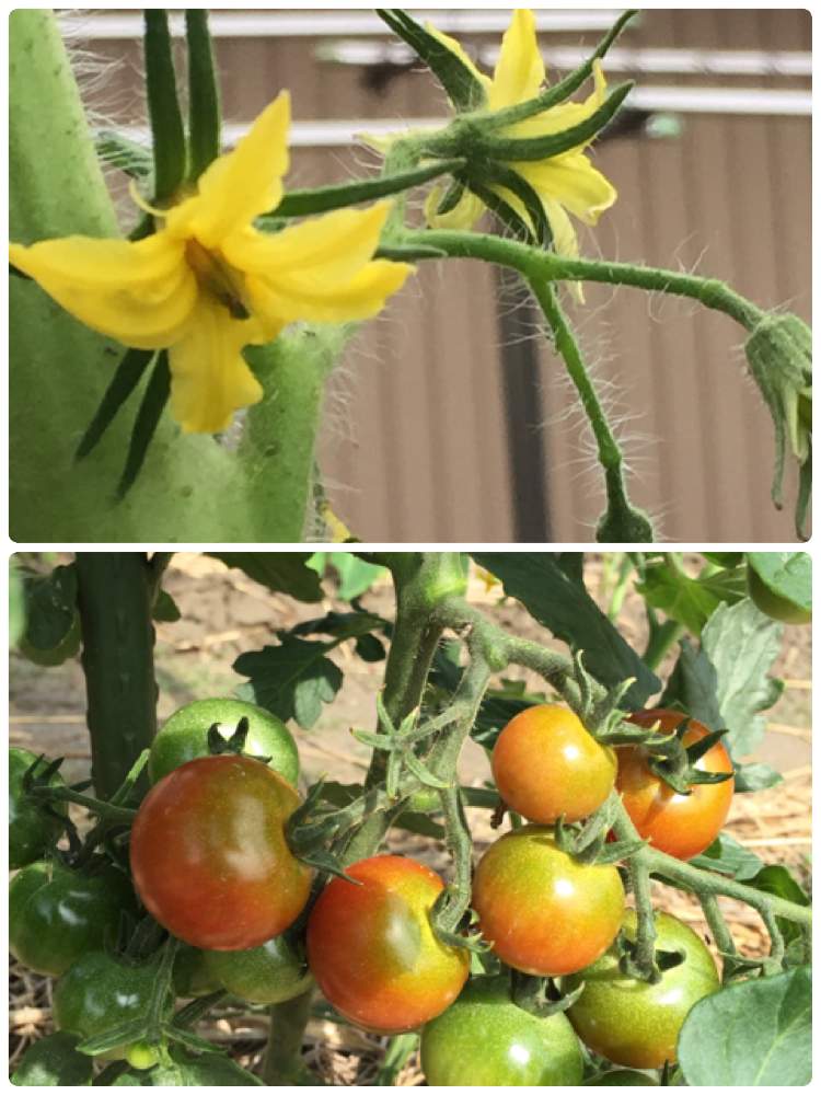 ミニトマトの花の投稿画像 By くわまささん 花のある暮らしと夏野菜の花 19月6月12日 Greensnap グリーンスナップ