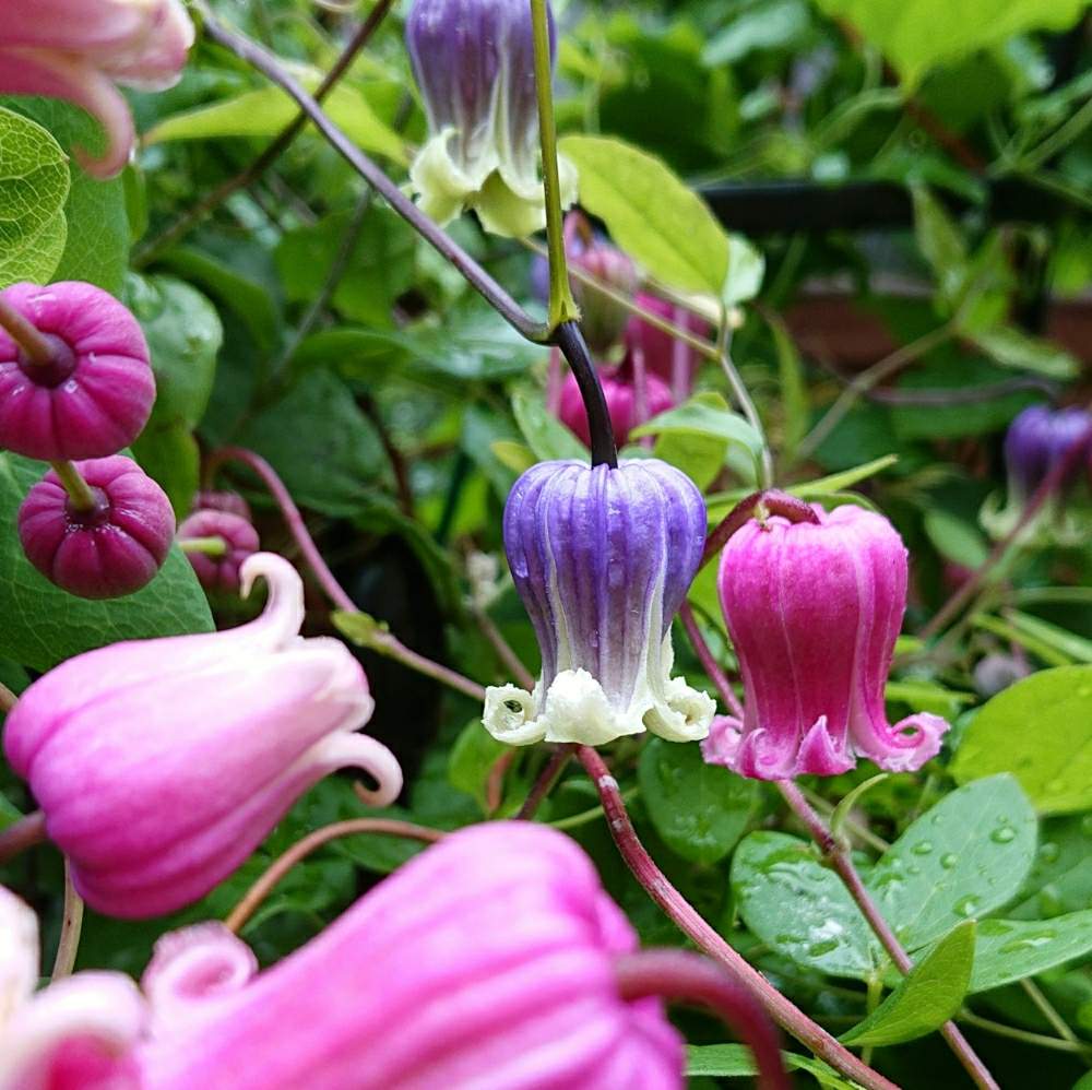 クレマチスの投稿画像 By みんとぐりーんさん 妙福と青磁 と桃割 とhtcと竹間園芸とキュンキュン乙女倶楽部とクレマチス 同盟と好きな色とmgツボにハマるとmgクレマチス祭りとb型とお庭を彩るお花 樹木フォトコンとクレマチス と多肉16同期と花のある暮らしとかわいい