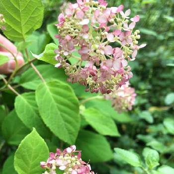 アメリカあじさい アナベルコンパクト Proven Winners Pw ガーデニング 園芸 花苗 低木 多肉植物 花 植物