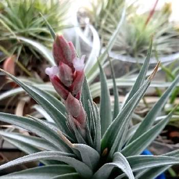 チランジアグエリズィの投稿画像一覧 Greensnap グリーンスナップ