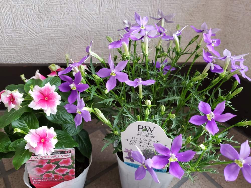 ニチニチソウ プリンセスチュチュの投稿画像 By りっか Ricca さん ニチニチソウ プリンセスチュチュレッドとローレンティア フィズアンドポップ グローイングパープルと花のある暮らしとお迎え 19月6月12日 Greensnap グリーンスナップ