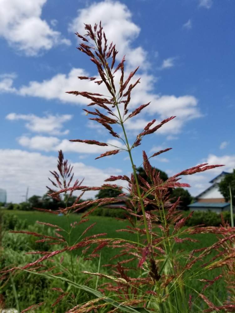 スイッチグラスの投稿画像 by ささまさん｜ (2019月6月12日)｜🍀GreenSnap（グリーンスナップ）