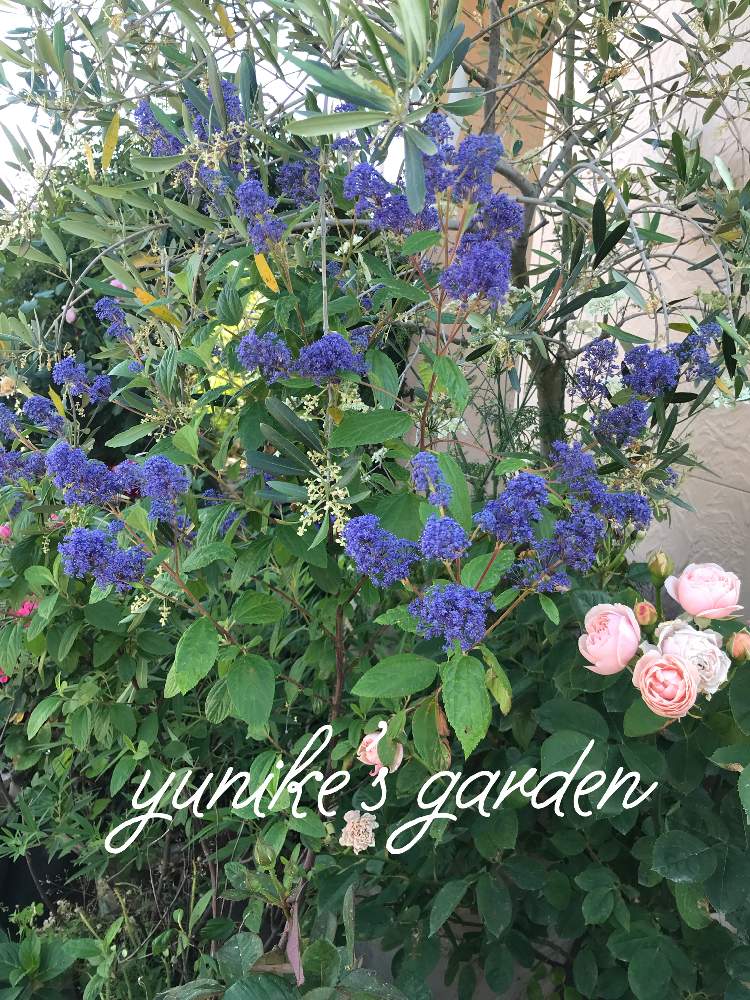 バラに合う草花の投稿画像 By ユニケさん 花木と青い花とセアノサス と花のある暮らしとブルーガーデン 19月6月12日 Greensnap グリーンスナップ
