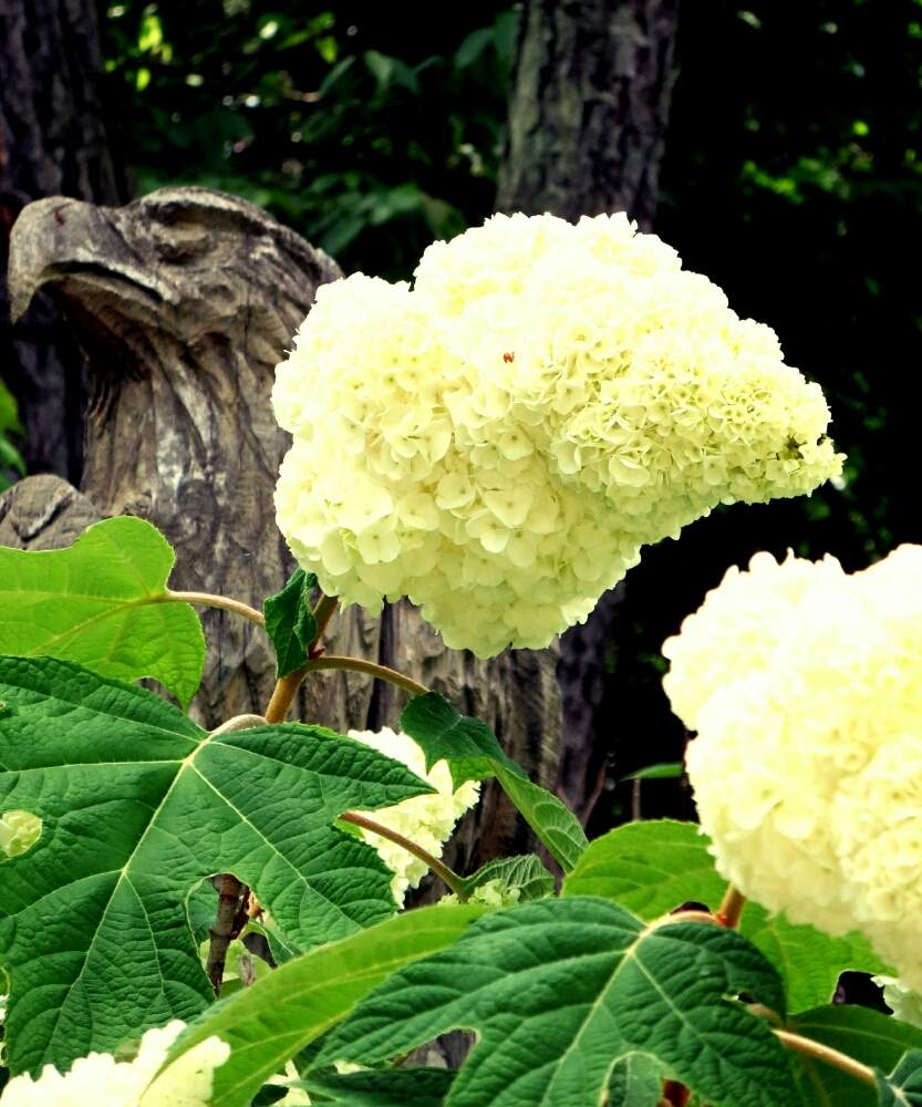 カシワバアジサイの投稿画像 By ぺこりん さん カシワバアジサイ ハーモニーとアメリカあじさいと公園の樹木と東山植物園と樹木と公園とgs映えとgs日和と散歩とボタニカルスポットとおでかけ先ときれいな色と あじさい19 フォトコンテストと白い花とお散歩と小さな