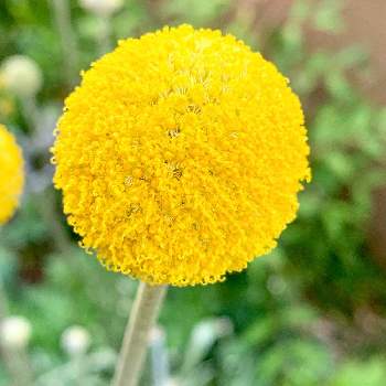 21a W新作 送料無料 Esprit Bohme グレーx黄色 クラスペディアの香 クッション クッションカバー 0 Free Www Ebridgemontessori Com