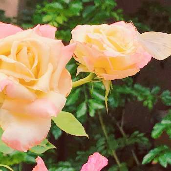 バラ   エレガントレディの画像 by つーさん | 車庫と鉢バラとばら バラ 薔薇とネコ好きと薔薇に魅せられてとバラ   エレガントレディと花のある暮らしと薔薇♪
