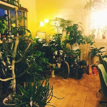 観葉植物ギフト販売沖縄の投稿画像一覧 Greensnap グリーンスナップ