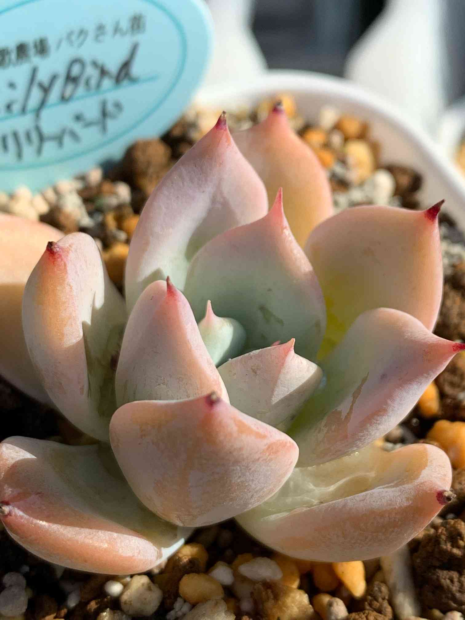 リリーバード パクさん苗 カキコ 多肉植物