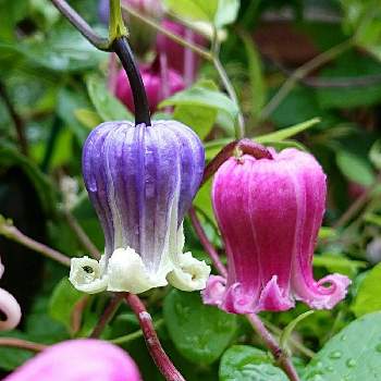 竹間園芸の投稿画像一覧 Greensnap グリーンスナップ