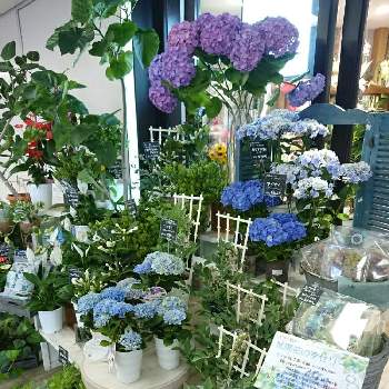 フラワーショップ京王 吉祥寺店のアルバム Greensnap グリーンスナップ