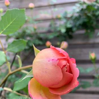 バラの花壇の画像 by aiaiさん | 広い庭とばら バラ 薔薇とバラの季節とつぼみがたくさんとお庭の花たちとジュビリー セレブレーションとバラの花壇と花のある暮らし