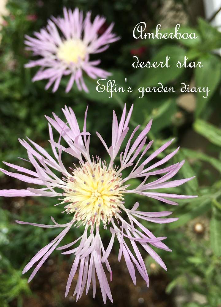 アンバーボアの投稿画像 By えるふぃんさん ガーデニングと花のある暮らしとアンバーボア デザートスター 19月6月13 日 Greensnap グリーンスナップ