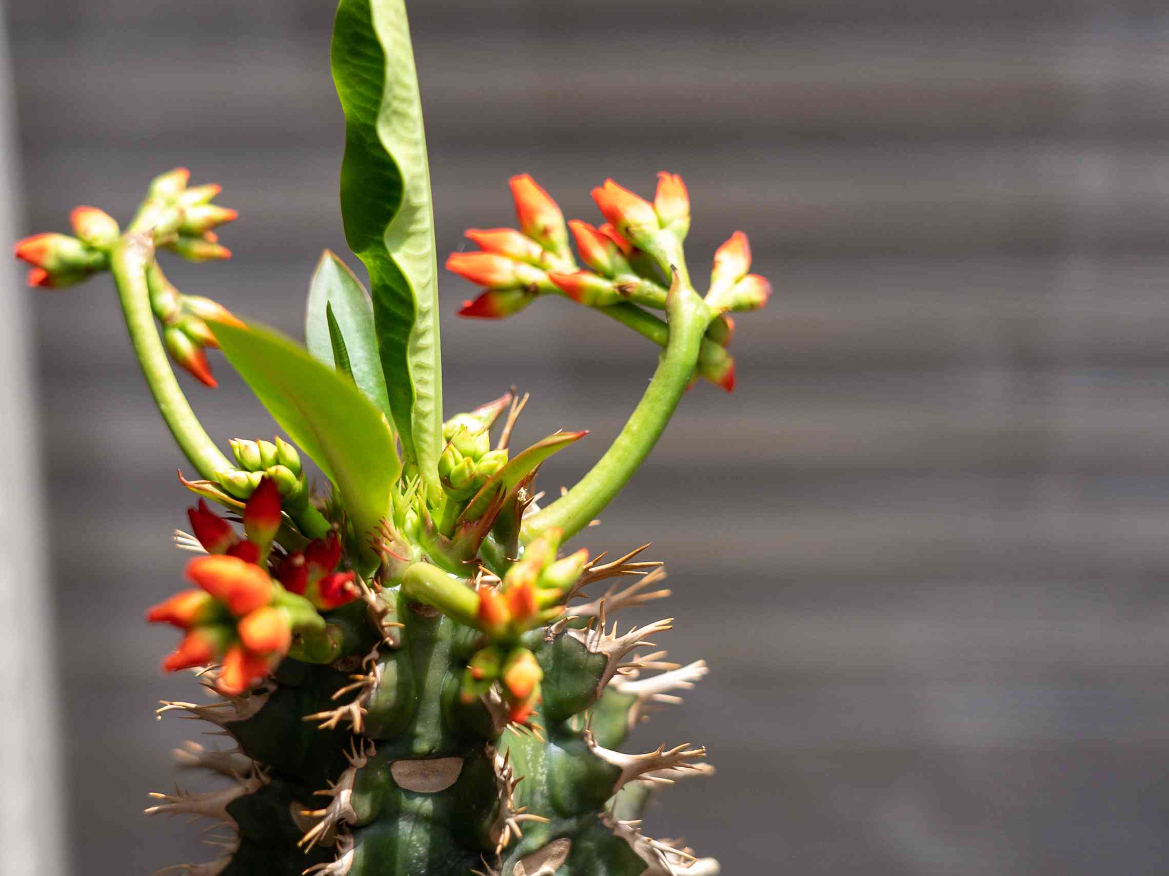 多肉植物：ユーフォルビア ビグエリー 噴火竜*L 幹幅9ｃｍ