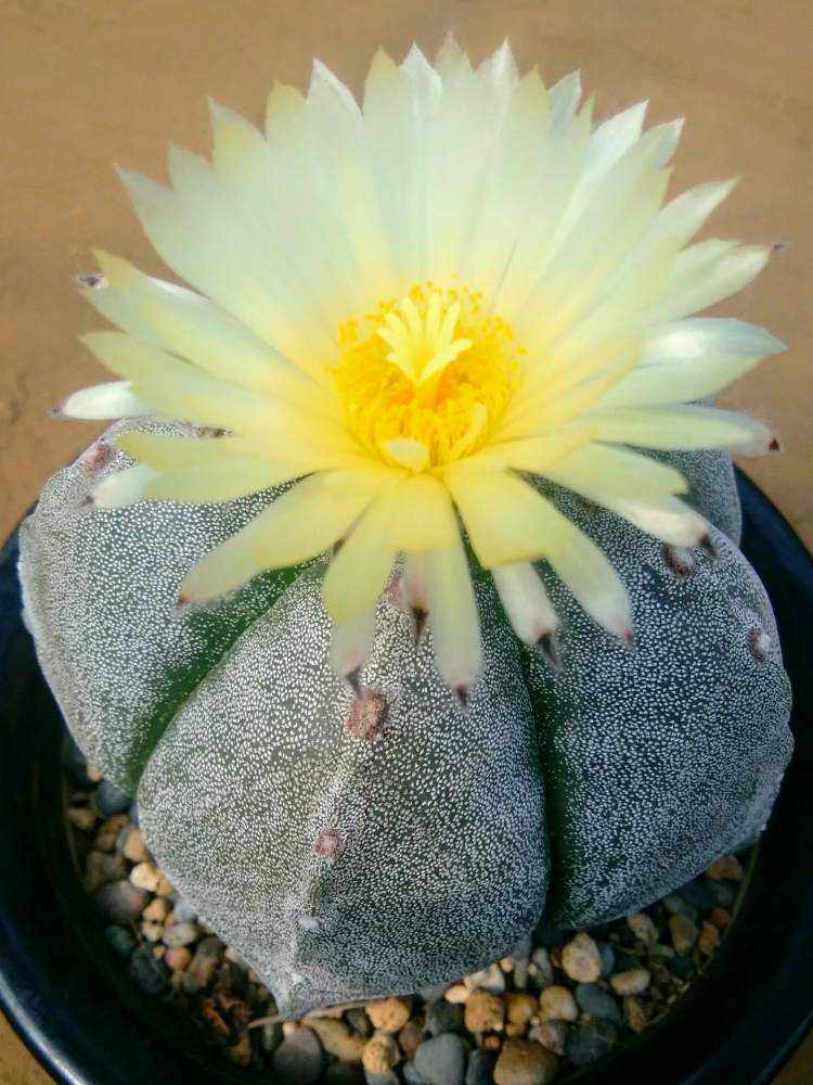 サボテンの投稿画像 By Cccrスキさん ランポー玉と多肉植物とサボテン科と癒し と植中毒と鸞鳳玉 と黄花サボテンとアストロフィツム属と多肉植物とサボテンとランポー としあわせ とタニラーと花のある暮らし 19月6月13日 Greensnap グリーンスナップ