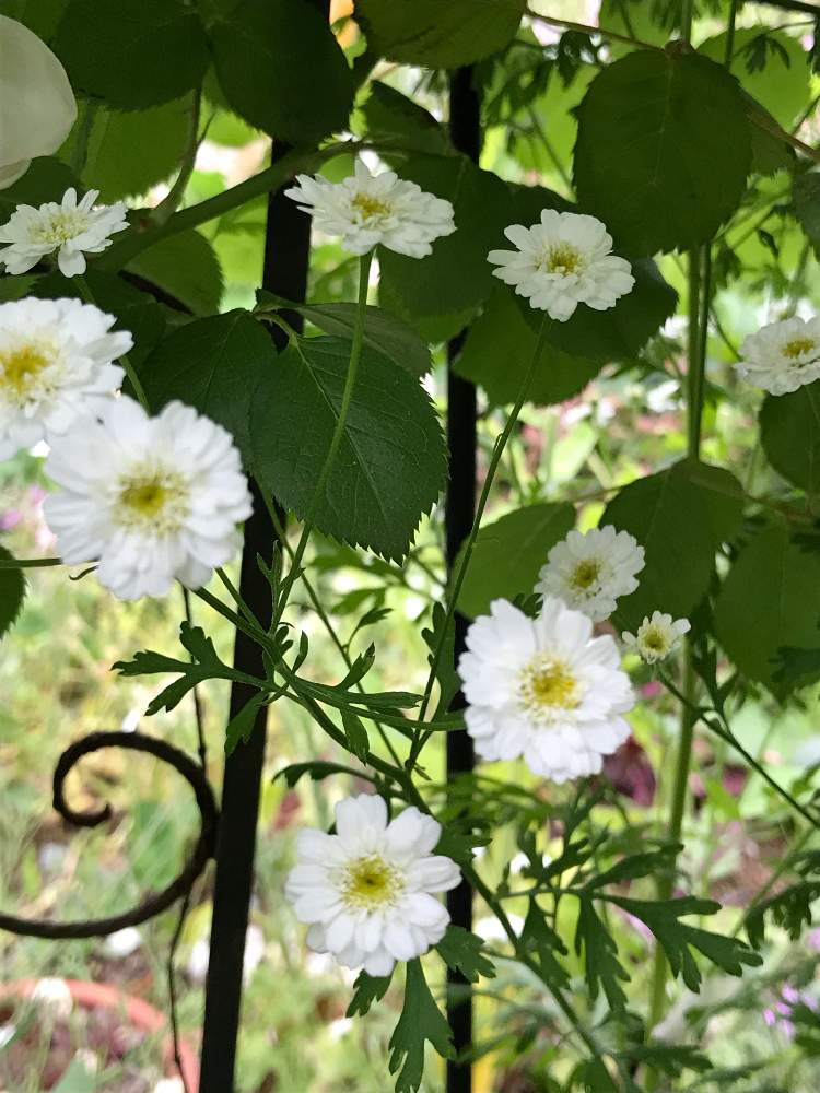 小さな庭の投稿画像 By スノーベルさん 白い花と八重咲きと花のある暮らしと宿根草 と白い花と八重咲きと花のある暮らしと宿根草 19月6月13日 Greensnap グリーンスナップ Greensnap グリーンスナップ