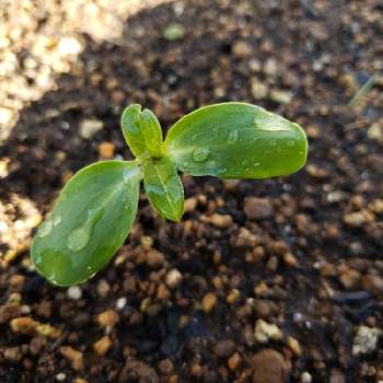 ひまわりの発芽の投稿画像一覧 Greensnap グリーンスナップ