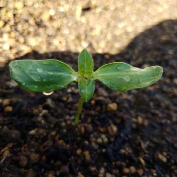 ひまわりの発芽の投稿画像一覧 Greensnap グリーンスナップ
