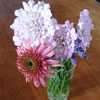 スカビオサ ピンクレースの投稿画像一覧 Greensnap グリーンスナップ