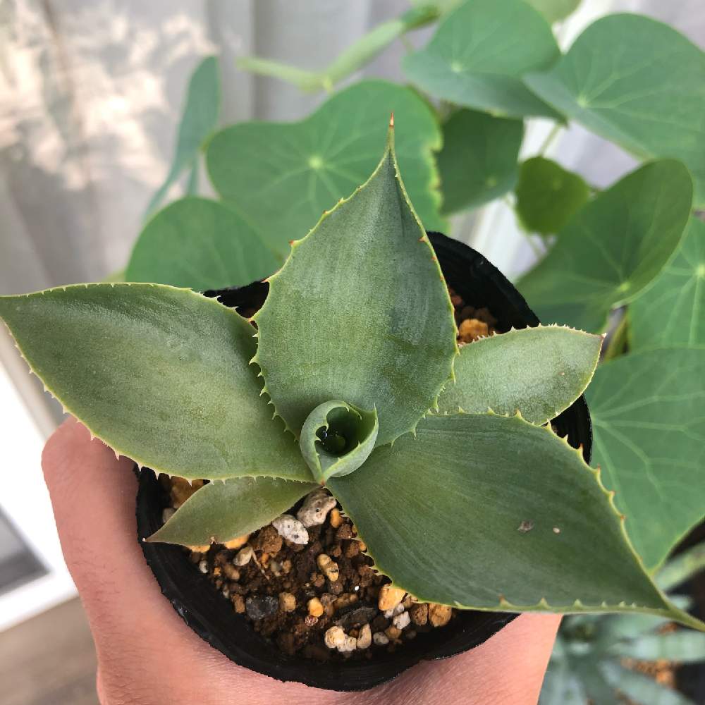 アガベ カブトガニの投稿画像 By Agaveneesan さん トゲトゲと種まきから育てると植中毒と青森とアガベ実生と多肉多肉多肉とアガベ属 19月6月13日 Greensnap グリーンスナップ