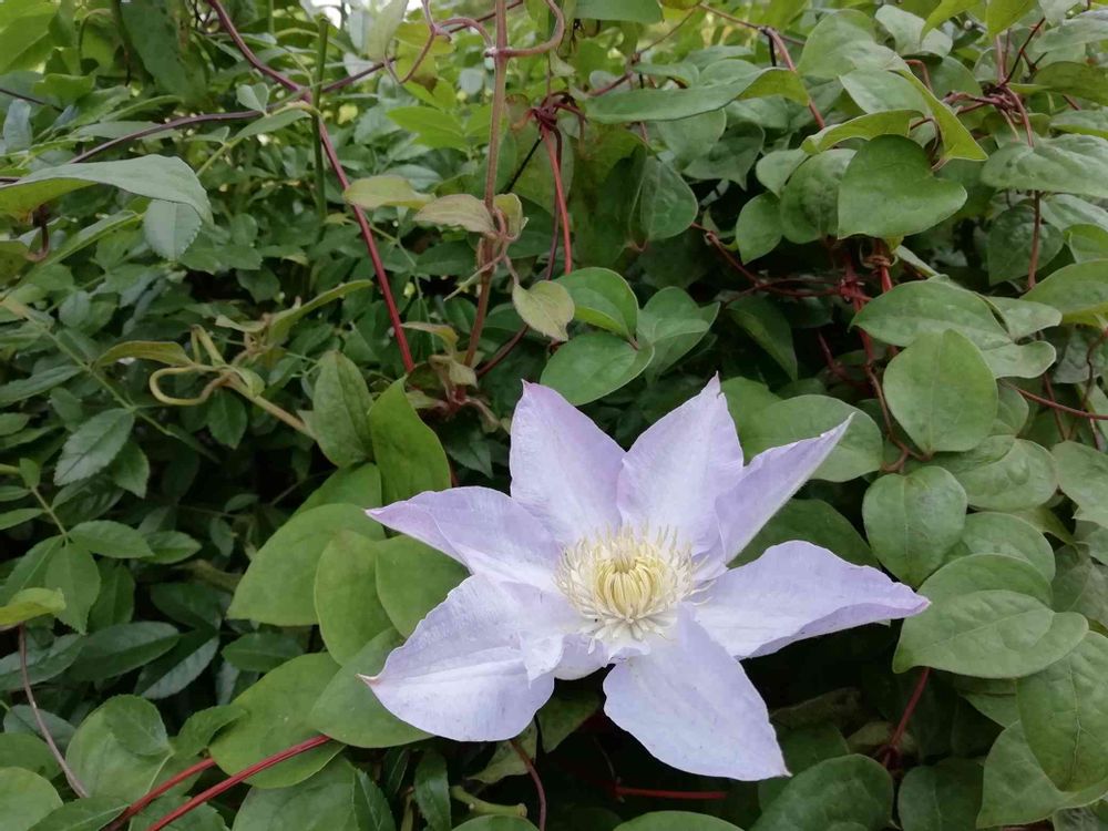 喫茶こもれびさんの山下公園への投稿