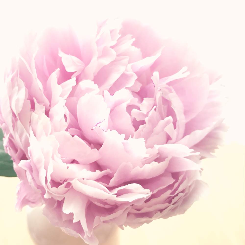 ふわふわの投稿画像 By Kukkaさん ピンクの花とピンク ピンクと芍薬 シャクヤク ピオニーと花のある暮らしと切り花を楽しむ 19月6月13日 Greensnap グリーンスナップ