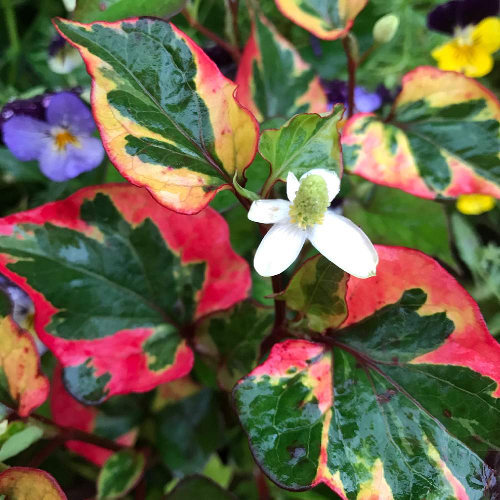 五色ドクダミの投稿画像 By Konatu さん マイガーデンと花のある暮らしと五色ドクダミ とドクダミの葉っぱ 19月6月13日 Greensnap グリーンスナップ