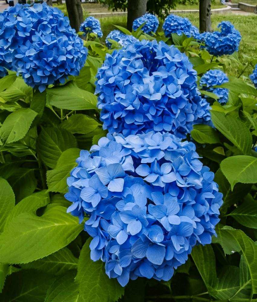 西洋紫陽花の投稿画像 By Otoさん 地植え紫陽花と幸せの青い花と青いアジサイと街の紫陽花 19月6月13日 Greensnap グリーンスナップ