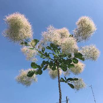 スモークツリー グリーンボールの投稿画像一覧 Greensnap グリーンスナップ