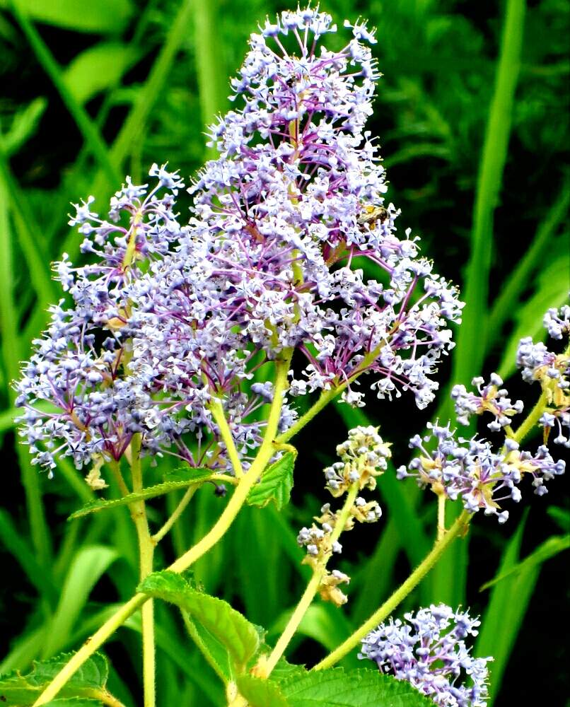 セアノサスの投稿画像 By ぺこりん さん カリフォルニアライラックとケアノツスと公園の樹木と東山植物園とムラサキの花 と樹木と公園とgs映えとgs日和と散歩とボタニカルスポットとおでかけ先ときれいな色とお散歩と小さな花とかわいいな とむらさき とお出かけ先に