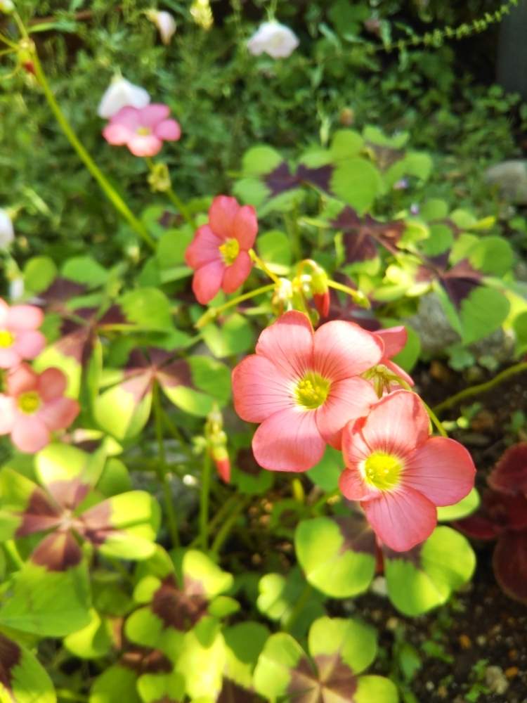 ラッキークローバーの投稿画像 By すずさん ピンクの花と花のある暮らしとラッキークローバー 19月6月13日 Greensnap グリーンスナップ