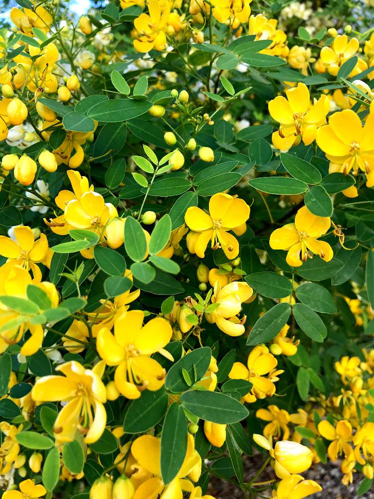 黄色い花 ﾟの投稿画像 By Sachieさん マメ科の花とはなせんなと初夏の予感とマメ科 と可愛いと花のある暮らしと初夏の庭にて 19月6月13日 Greensnap グリーンスナップ