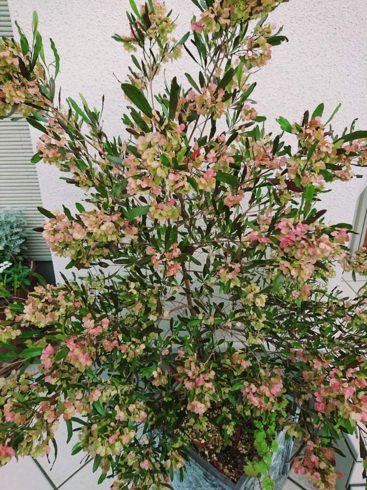 ドドナエア ポップブッシュ プルプレアの投稿画像 By たまさん 花のある暮らし 2019月6月13日 Greensnap グリーンスナップ