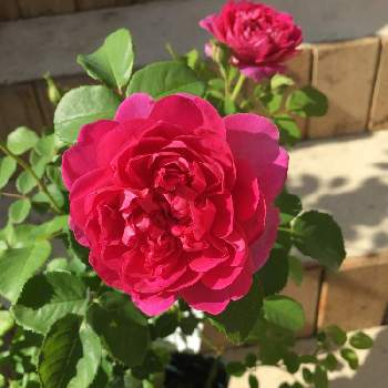 プリンセス アンの投稿画像一覧 Greensnap グリーンスナップ