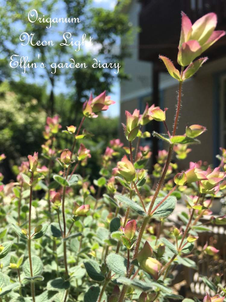 オレガノ ネオンライトの投稿画像 By えるふぃんさん ガーデニングと花のある暮らしとオレガノ 19月6月14 日 Greensnap グリーンスナップ
