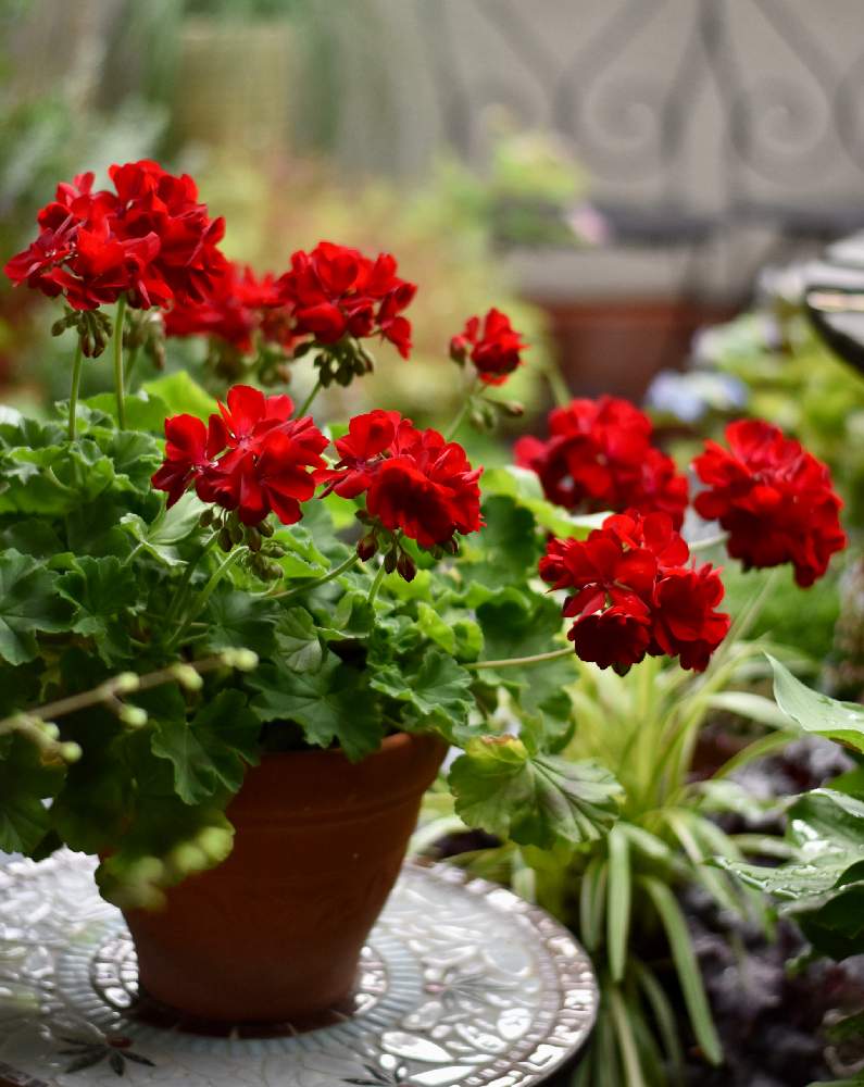 ゼラニウム カリオペの投稿画像 By K Wreathさん カリオぺ ダークレッドと ゼラニウムとゼラニューム と真赤な花のゼラニウム と花のある暮らしとバルコニー ベランダとゼラニウム カリオペとカリオぺ ダークレッドと ゼラニウムとゼラニューム と真赤な花のゼラニウム