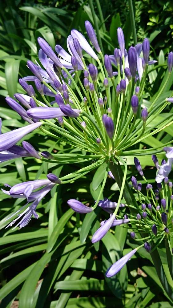 アガパンサスの花の投稿画像 By ももりんさん 青い花マニアと花火ドドーン 19月6月14日 Greensnap グリーンスナップ