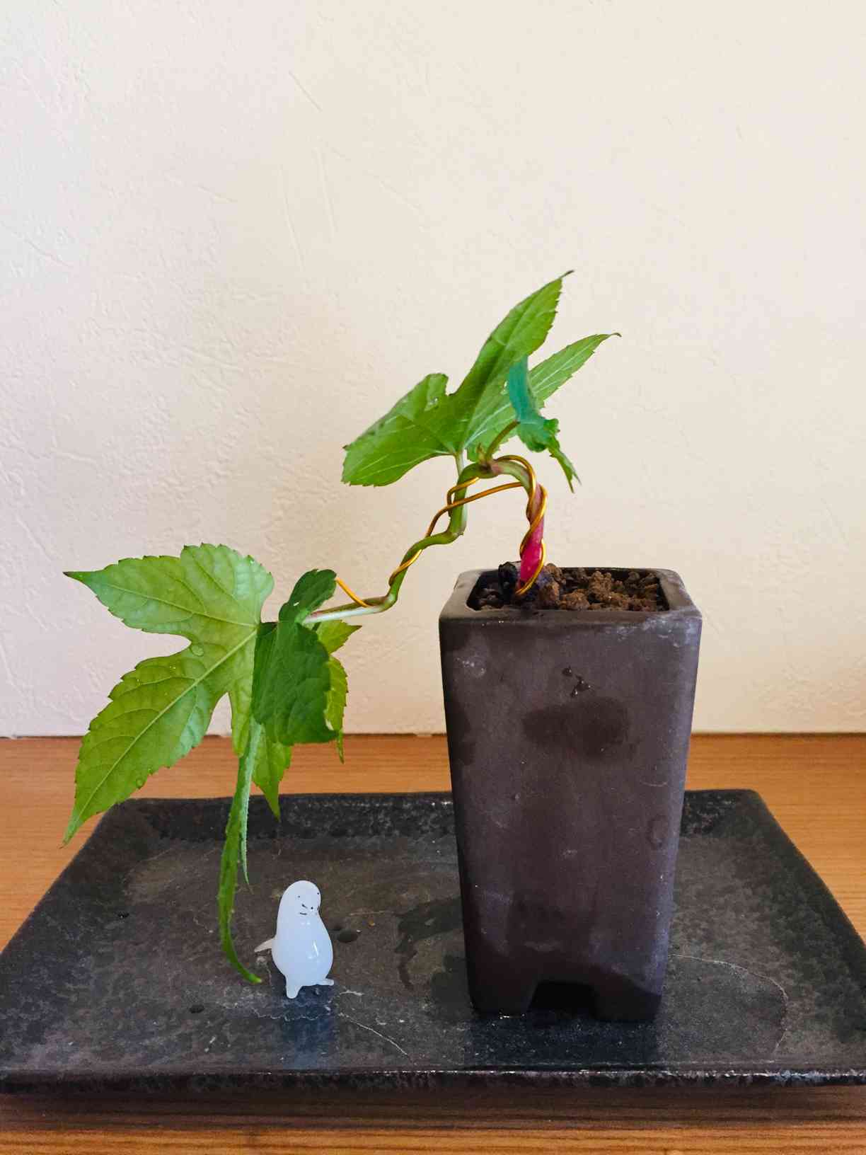 翡翠葡萄の盆栽