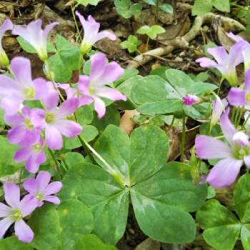 ムラサキカタバミの花の投稿画像一覧 Greensnap グリーンスナップ