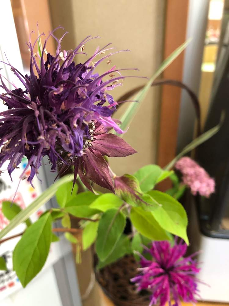 モナルダ タイマツソウ ベルガモット の投稿画像 By たかりえさん 19月6月14日 Greensnap グリーンスナップ Greensnap グリーンスナップ