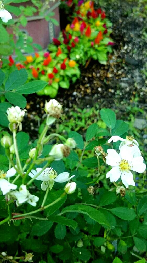 ケイトウの投稿画像 By ニュミ さん ノイバラ 野ばら と先住の植物達と外の景色と赤いお花と季節のお花と花のある暮らしとお花大好き と白い花 19月6月14日 Greensnap グリーンスナップ
