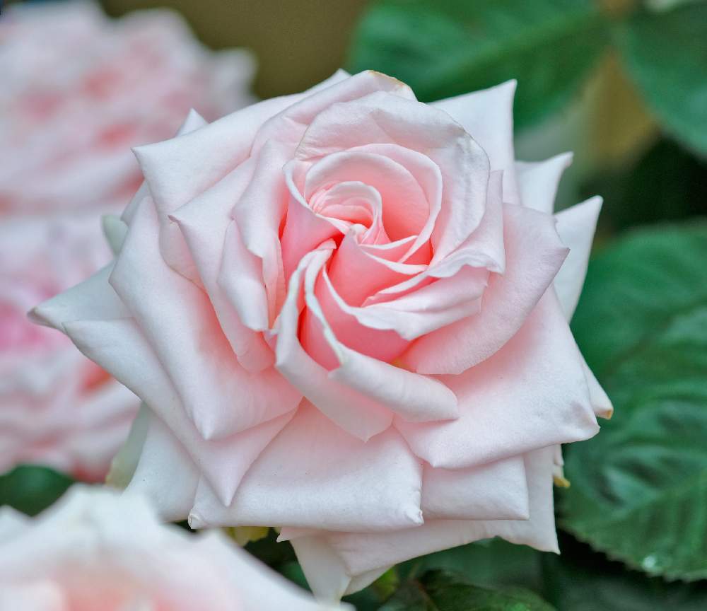 バラ オードリーヘップバーン Audrey Hepburnの投稿画像 By ピッチさん バラ図鑑とfujifilm X T2とばら バラ 薔薇とカインズ バラコンテスト19とフジノンレンズ Xf60mm F2 4 R Macroと薔薇 バラ ばらとバラ オードリーヘップバーンとバラ ミニバラとなばなの里バラ園